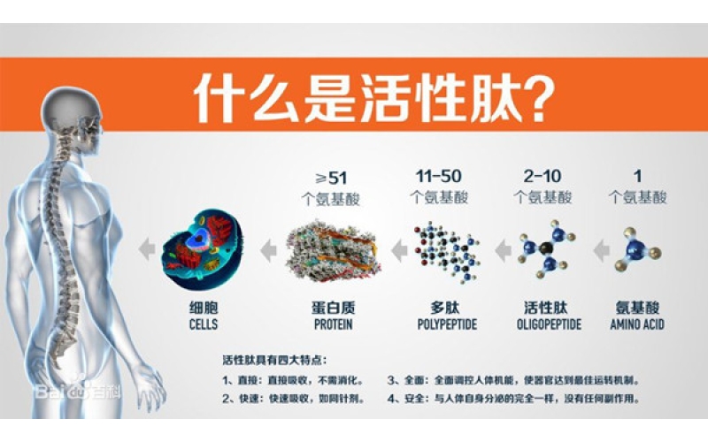 肽，對身體的十大益處